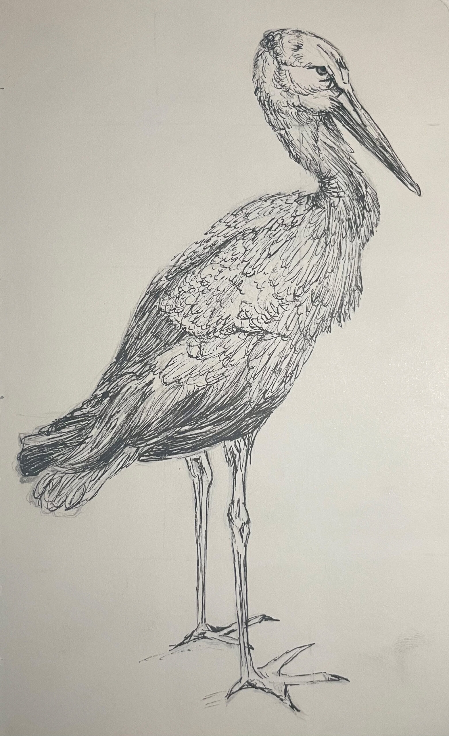 Sketch of a bird.